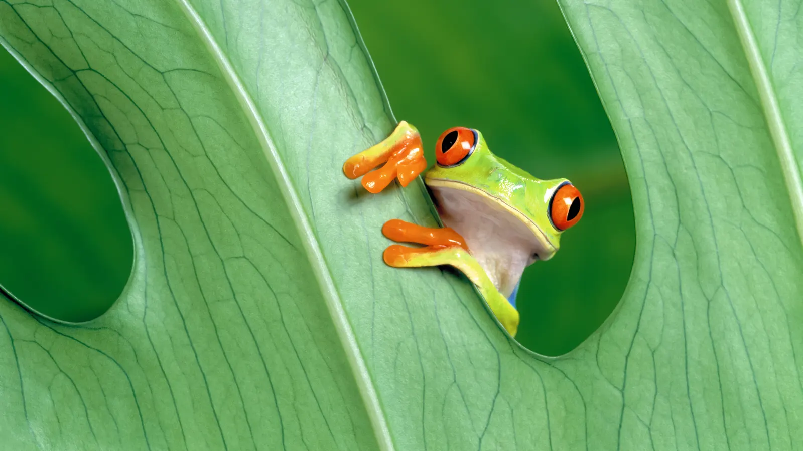 Anfibio verde, con ojos rojos y dedos anaranjados, asomado entre una hoja.