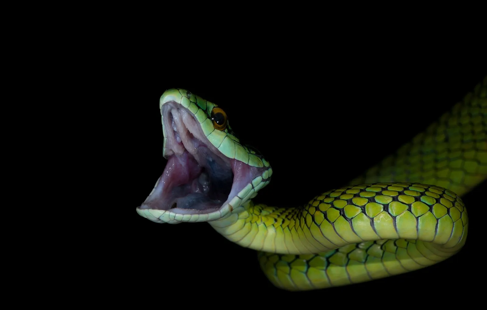 Cabeza de una serpiente verde, de perfil, con la boca abierta, sobre un fondo oscuro.